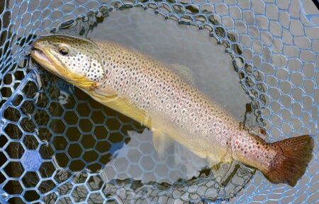 大物のタナは浅い ～岡崎トラウトポンド～